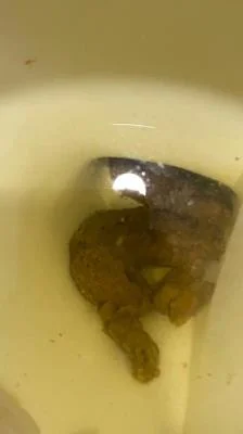 Brownsensations - Shitting On The Bathroom Floor At Work - Scatshop.com - Poop, Big Ass [SD]