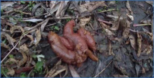 PooAlina Shits and Eats Her Poop While Dominating Her Partner
