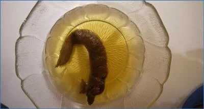 SexyFeli in Real Piss Shitting Action from Start to Finish